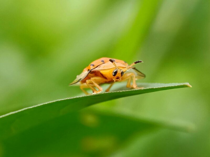 Texas Pests That LOVE Summer